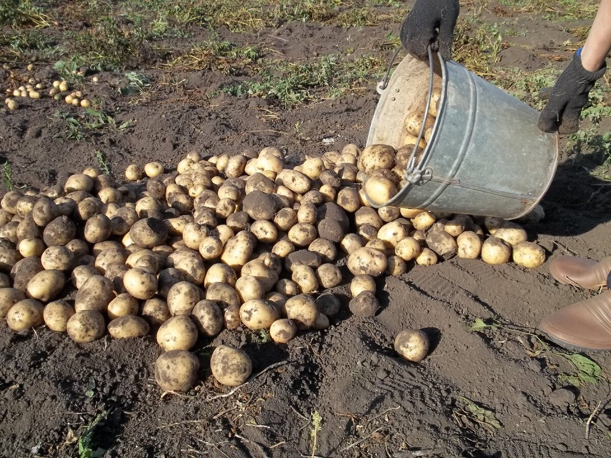 Ši bulvė subręsta per 50 dienų: agronomai pataria, kaip išspausti ankstyvą derlių