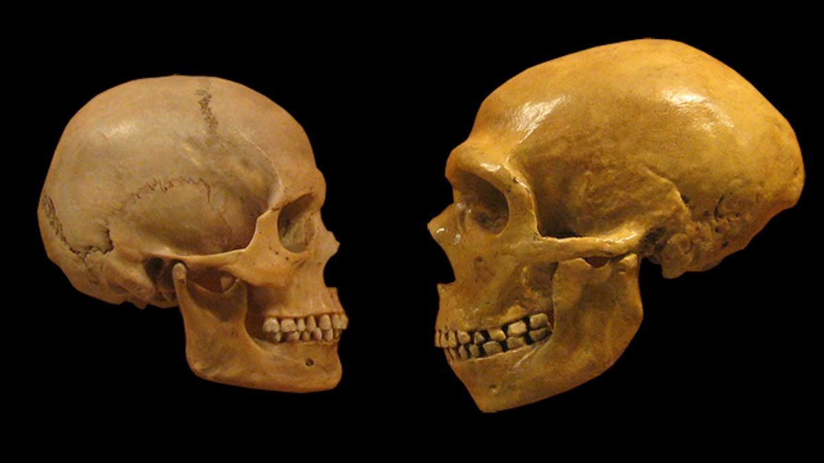 Mokslininkai atskleidė, kas mus išgelbėjo nuo neandertaliečių likimo: lemtingas skirtumas