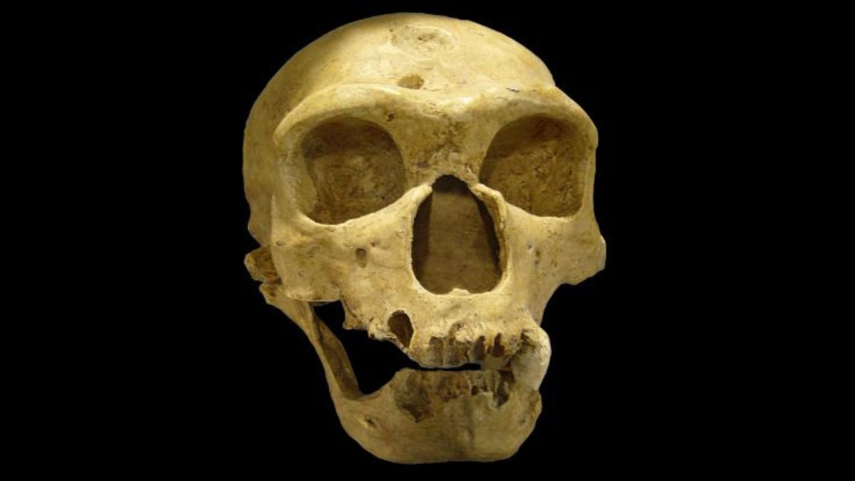 Smegenų skenavimai apvertė mitą: neandertaliečiai galėjo būti ne mažiau protingi už mus