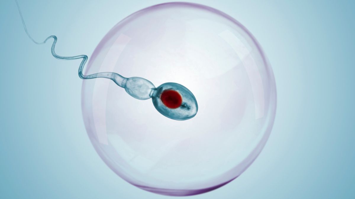 „Cornell“ atrado būdą laikinai sustabdyti spermą: poveikis pelėms grįžo per 6 savaites