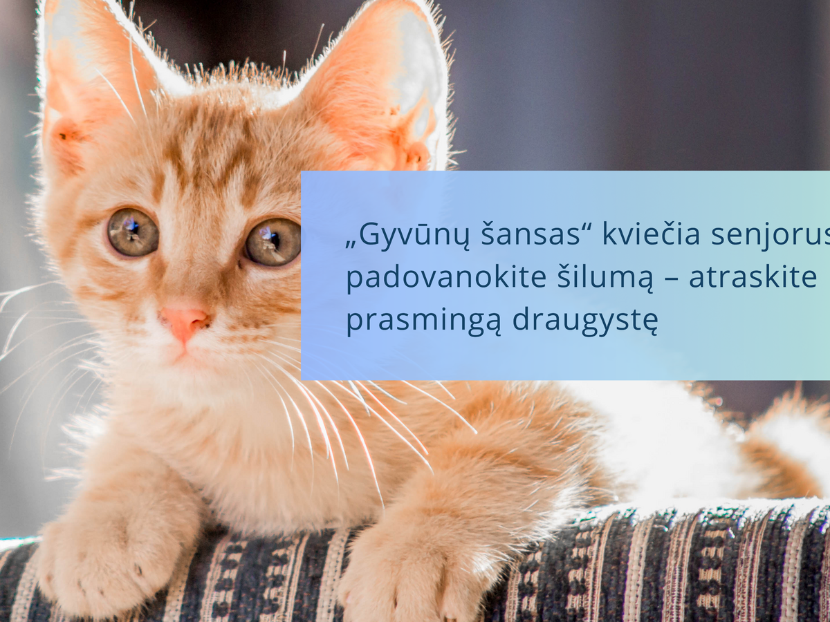 Vienišiems senjorams – netikėtas kvietimas iš „Gyvūnų šansas“: siūlo globą su viskuo apmokėta