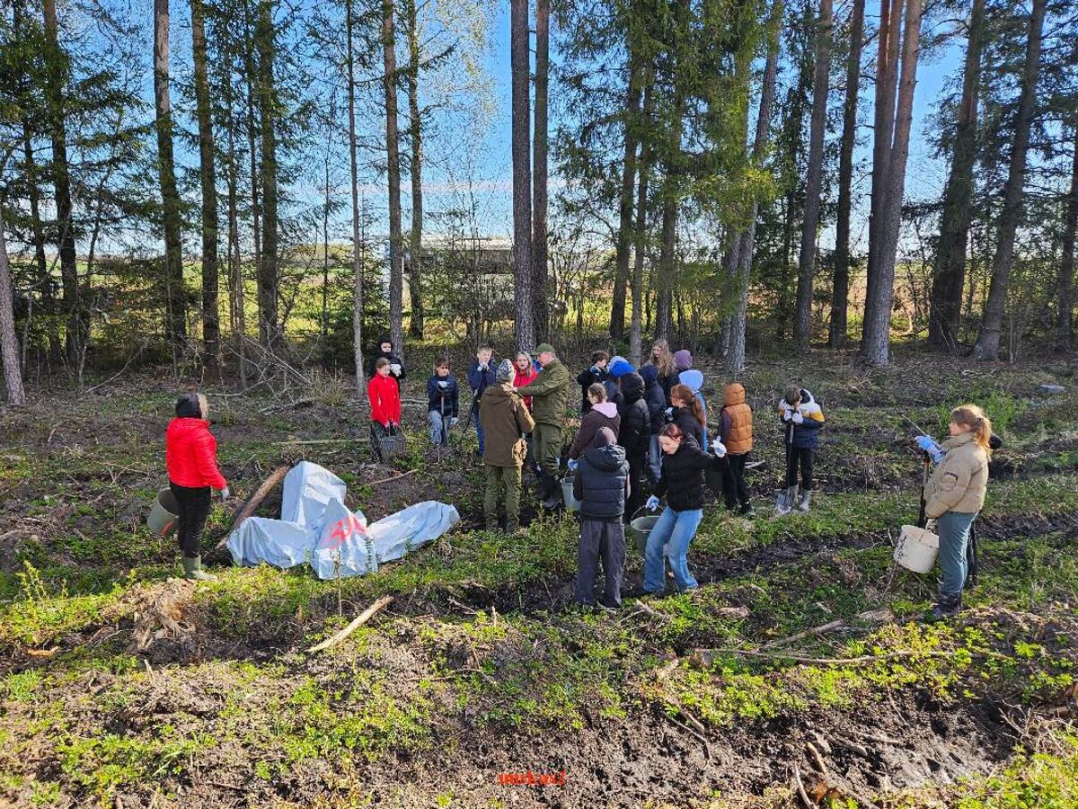 Miškasodis Kupiškio rajone: progimnazijos šeštokai sodino beržus Valdo Adamkaus jubiliejui