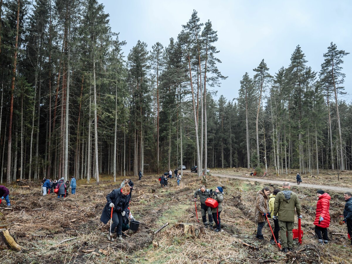 Vilniaus rajone per dieną pasodino 4 tūkst. medelių: akcija suvienijo savivaldybę ir mokyklas