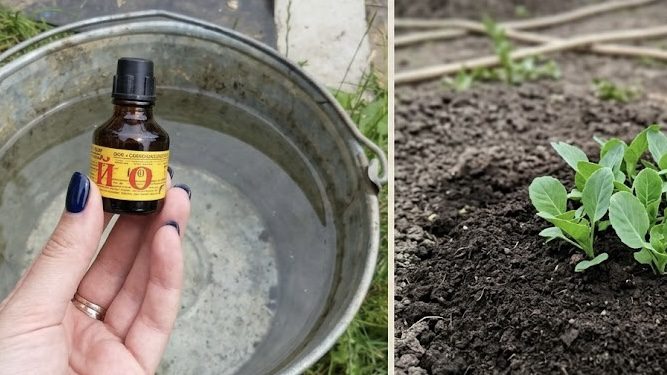 Agronomai atskleidė gudrybę: 3 jodo lašai į kibirą vandens – kenkėjai dingsta, kopūstai kietėja