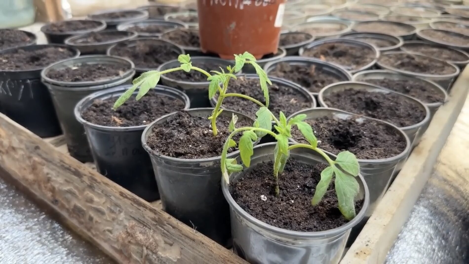 Pomidorų daigai po pikavimo suglebo? Vienas tręšimas per 10 dienų grąžina jėgas