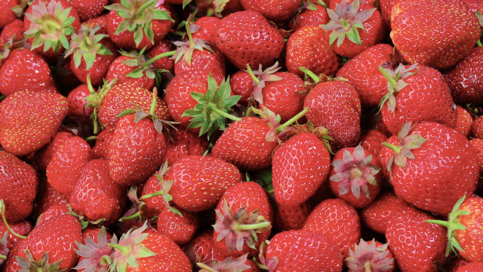 Pakeiskite vieną laistymo įprotį – ir braškės gali duoti iki 2 kg saldžių uogų nuo krūmo