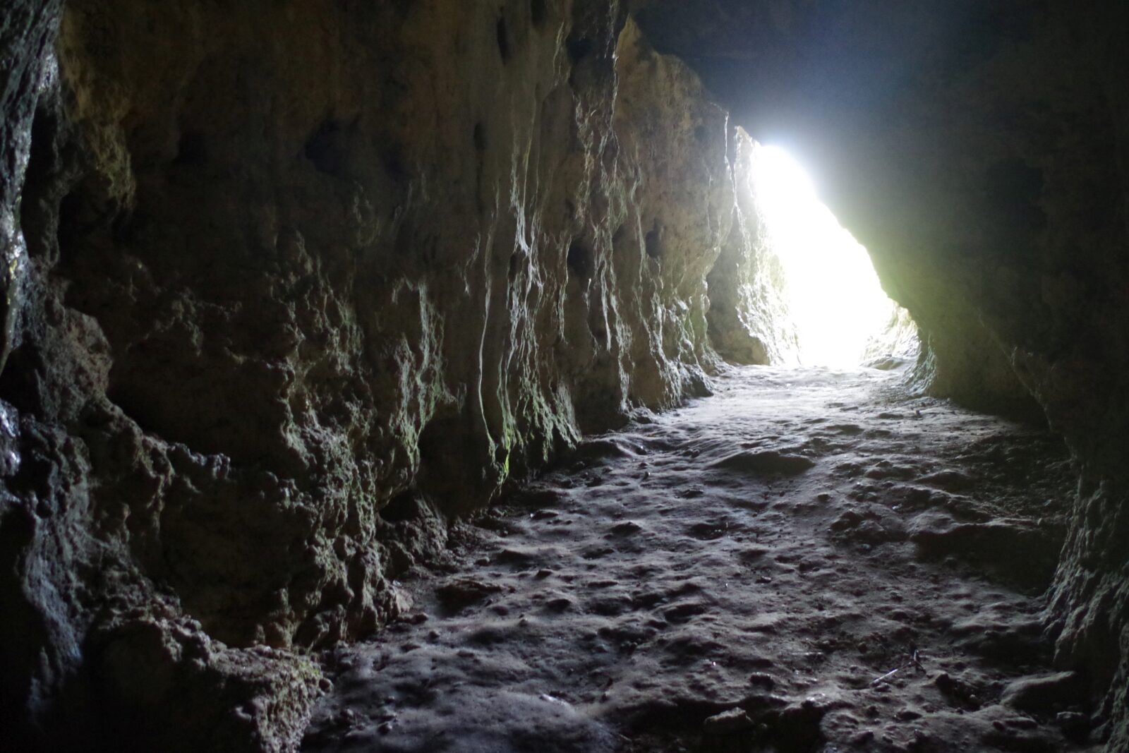 Sensacija Lenkijos urve: DNR atskleidė neandertaliečių šeimą ir jų migracijas prieš 100 000 metų