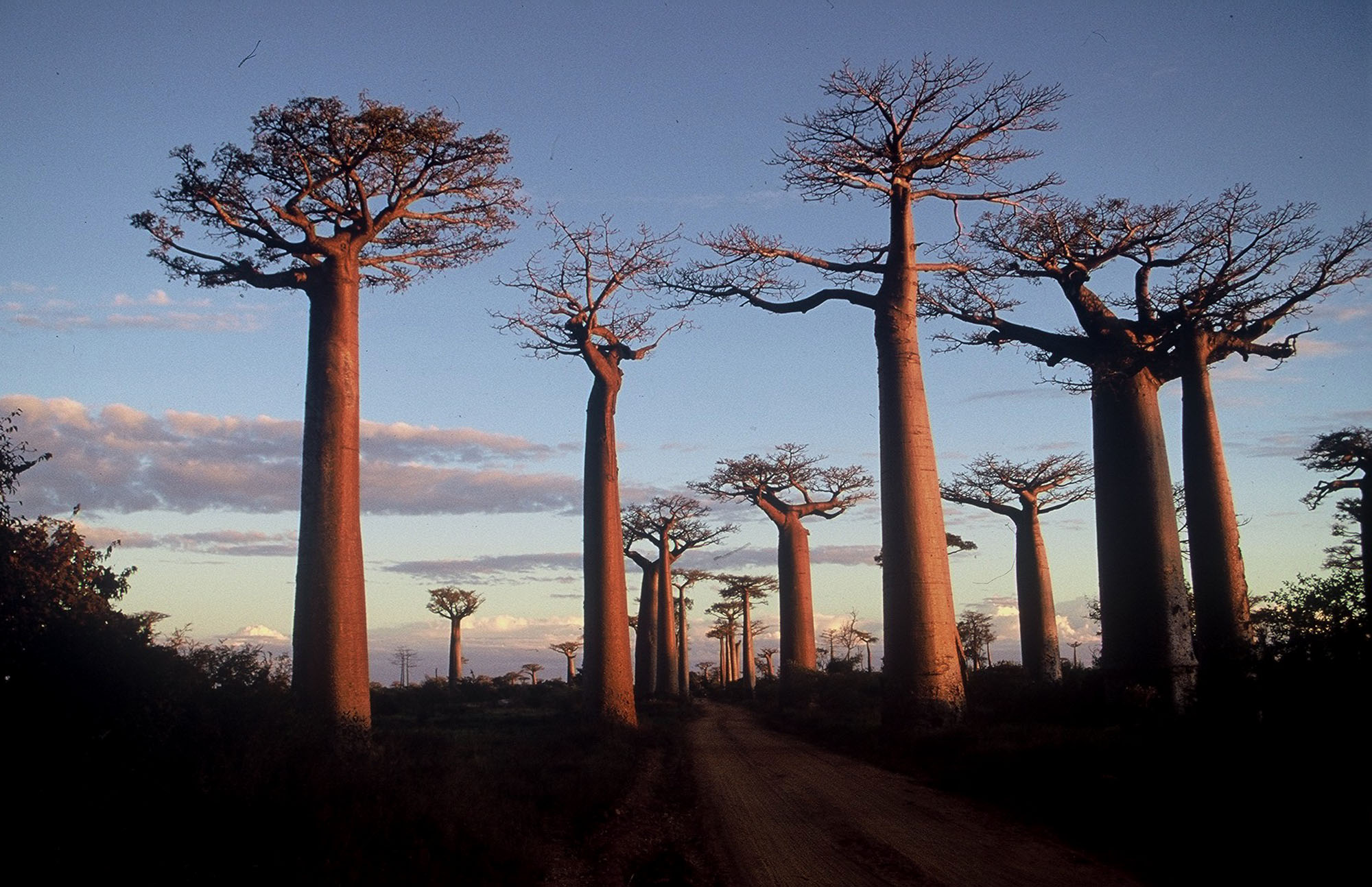 Mokslininkai perskaitė 700 metų Madagaskaro klimatą: baobabai atskleidė, kas laukia toliau