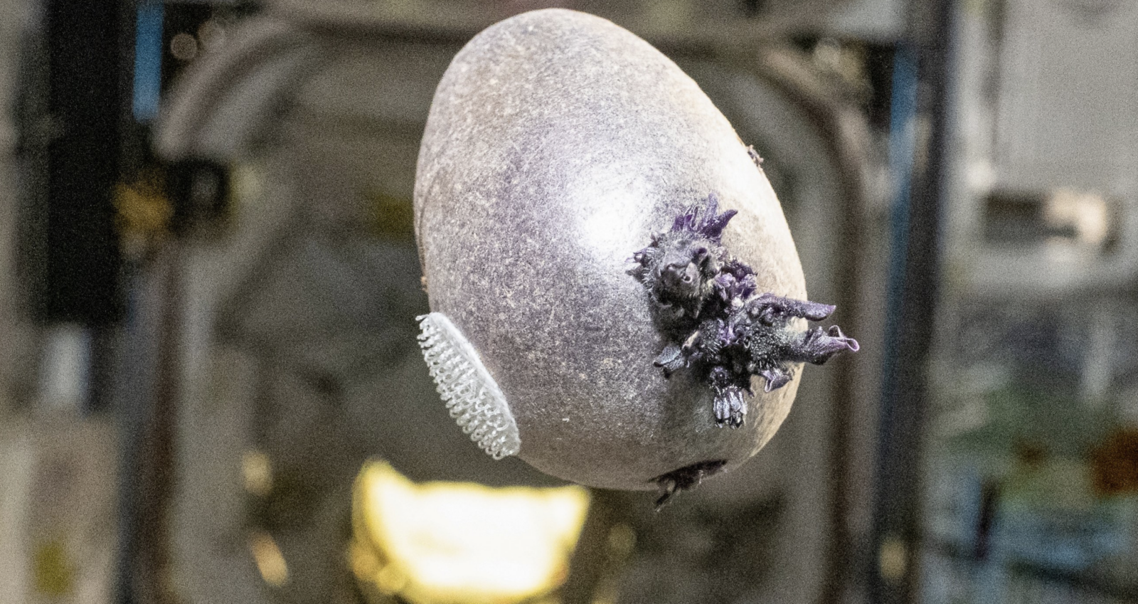 ISS sukėlė paniką: „NASA“ astronautas parodė violetinę „gyvybę“ – tai „Spudnik-1“
