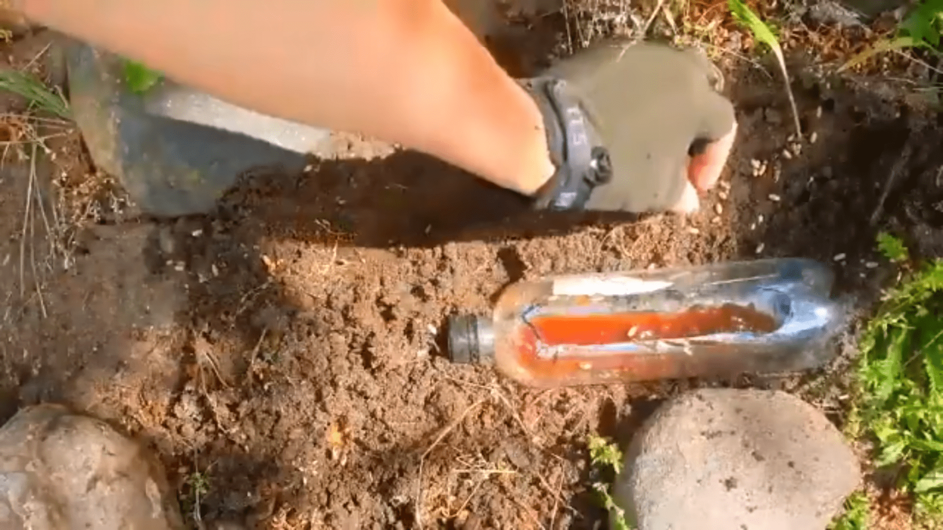 Amarai ir skruzdėlės sode dings greičiau? Triukas su buteliu ir naminiu tirpalu be chemijos