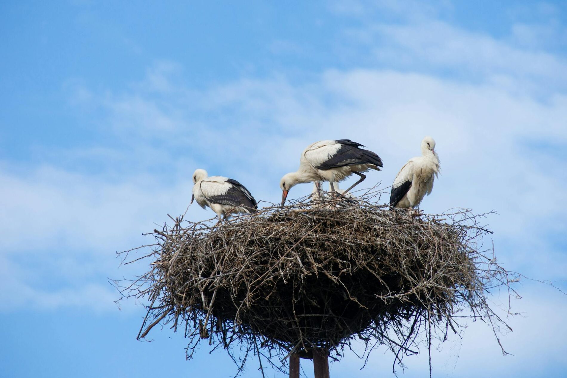 Gandras prie namų ne šiaip sau: senosios prietaros ir mokslas paaiškina, ką tai iš tiesų reiškia