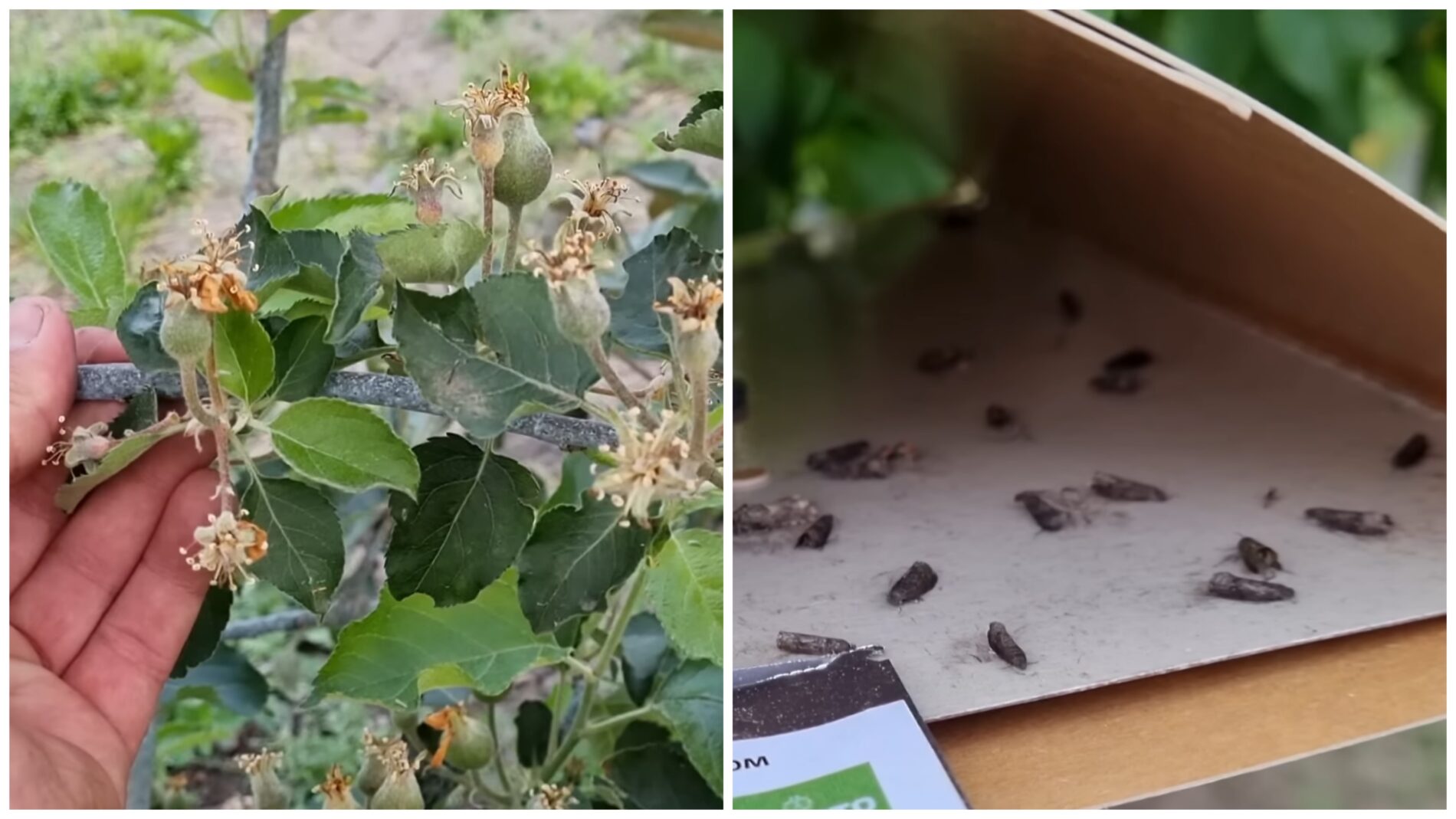 Obuolių kirmėlės dings: 4 žingsniai nuo vaisėdžio visam sezonui ir viena gudri feromoninė gaudyklė