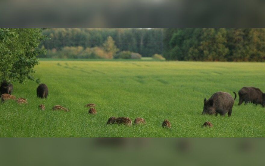 Varėnos rajone – parama nuo žvėrių daromos žalos: paraiškas priima iki 2026 m. balandžio 15 d.