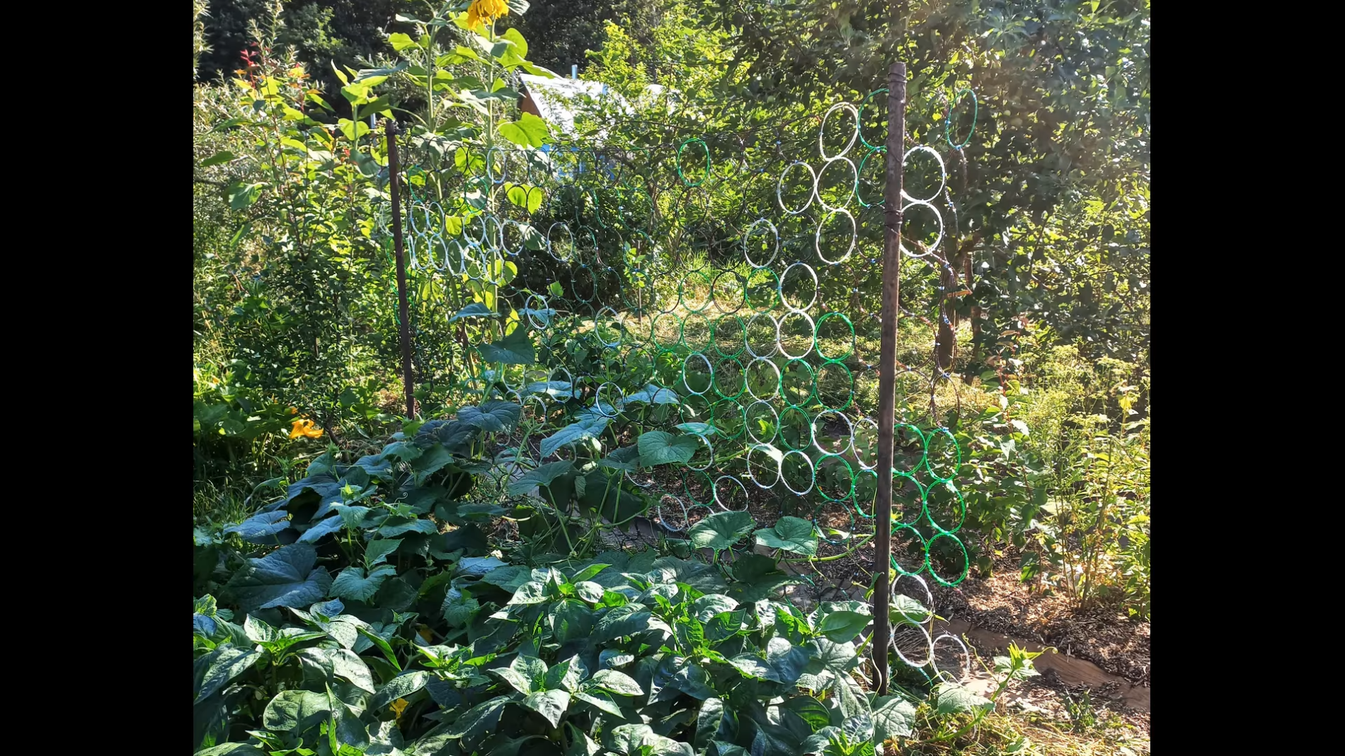Iš 5 plastikinių butelių pasidarė sodo tinklą: pamatęs kaimynas daržininkas net apstulbo