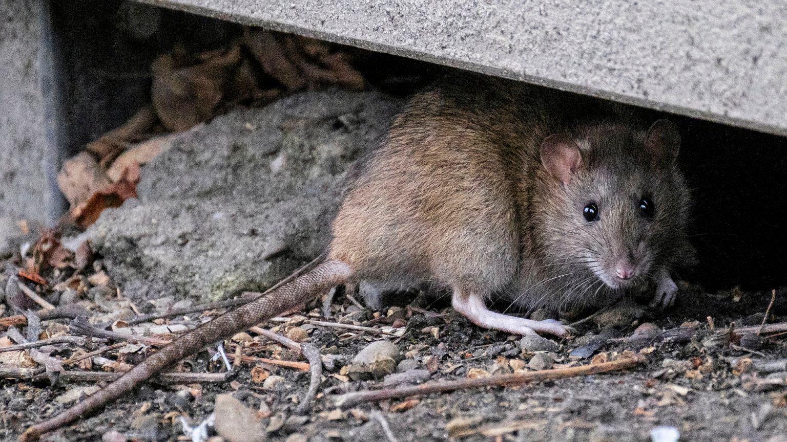 Vienas lemtingas klaidos sode žingsnis – ir netrukus sulauksite žiurkių kolonijos šalia namų