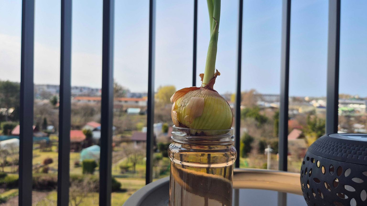 Sodas nereikalingas: užtenka svogūno ir stiklinės vandens – laiškinis augs ant palangės
