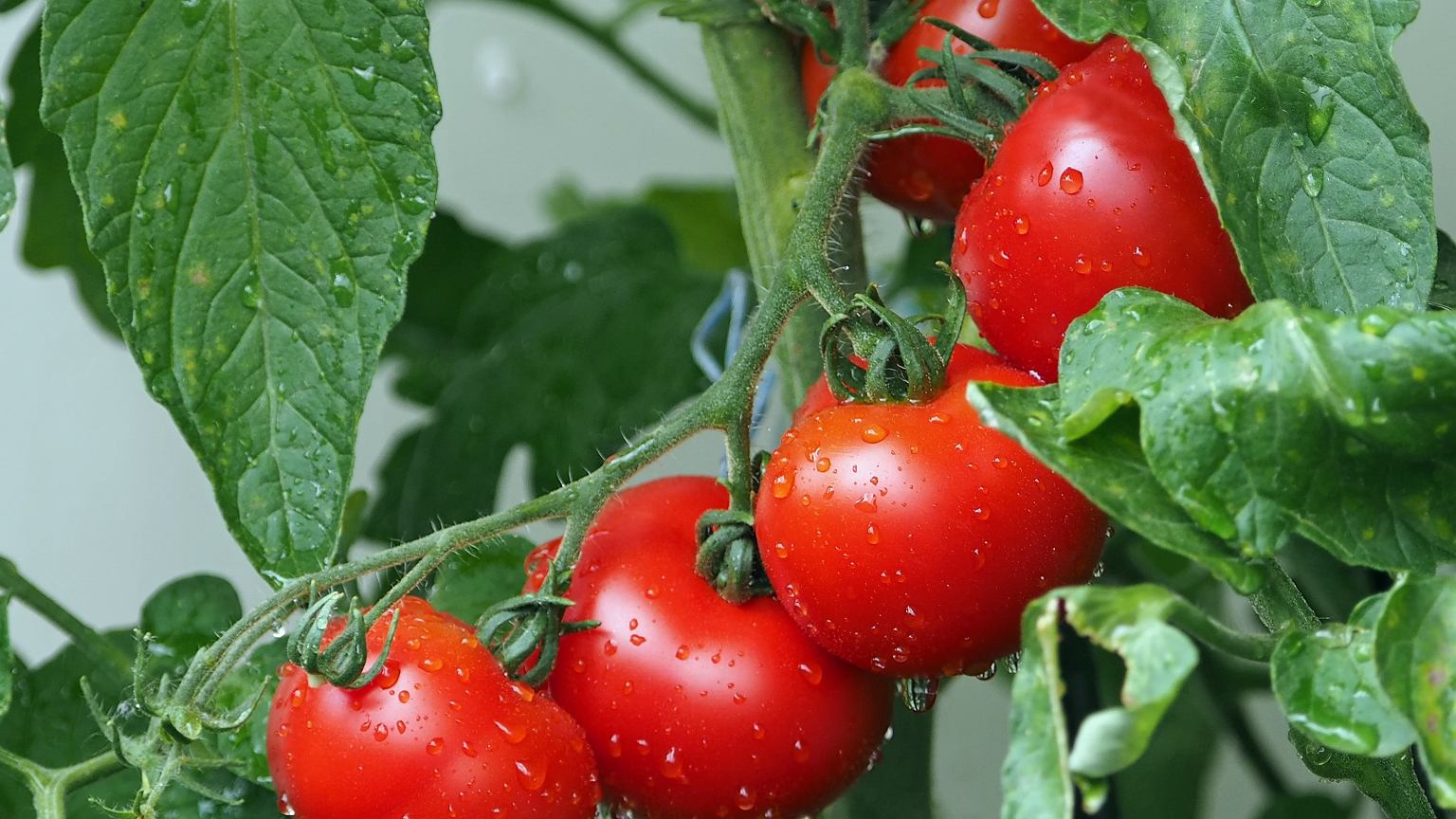 Ištirpinkite šiltame vandenyje ir palaistykite pomidorus – krūmai lūš nuo derliaus