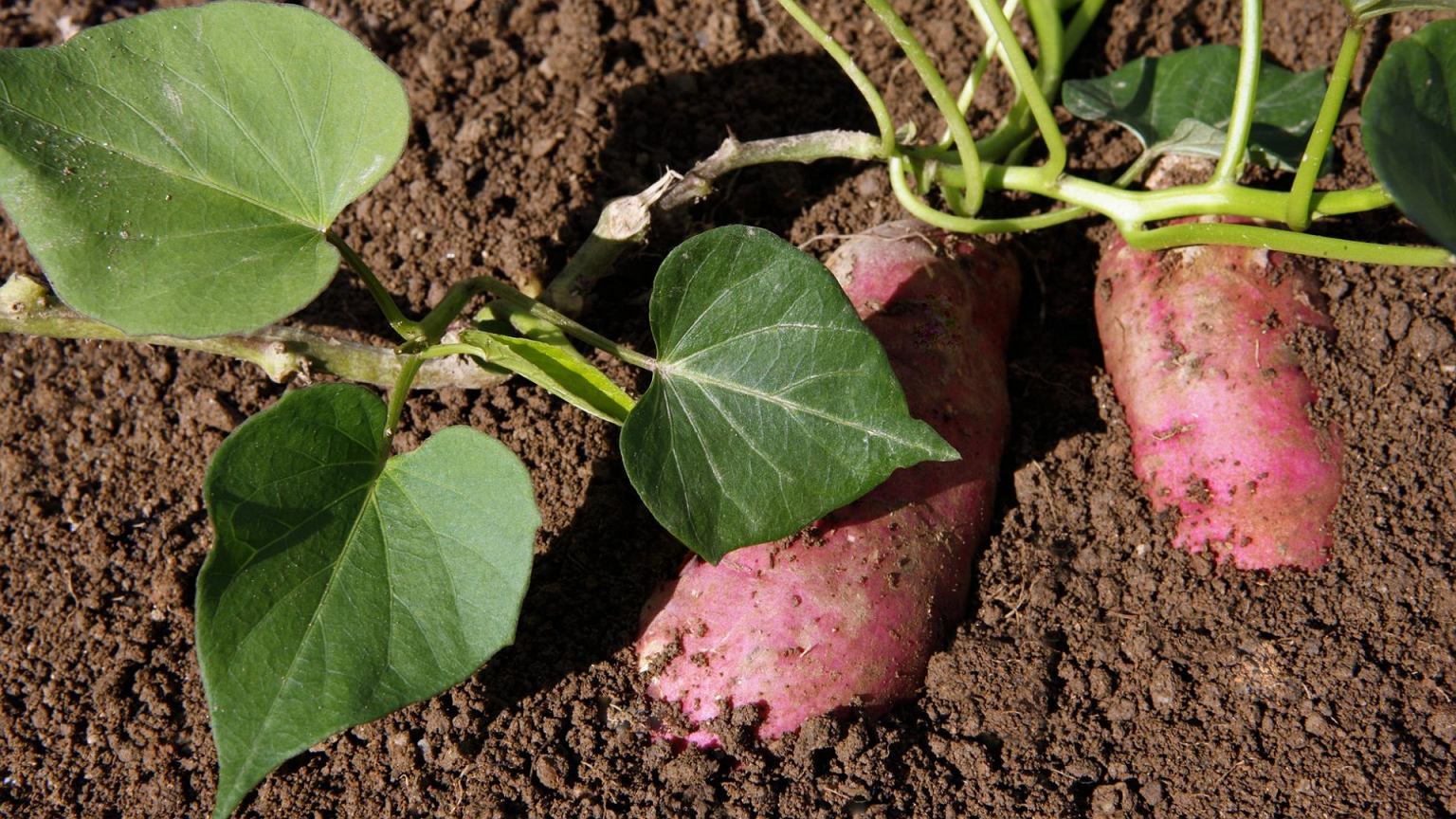 Lietuvoje batatai stumia bulves: sodininkai atskleidžia, kada sodinti ir kokią veislę rinktis