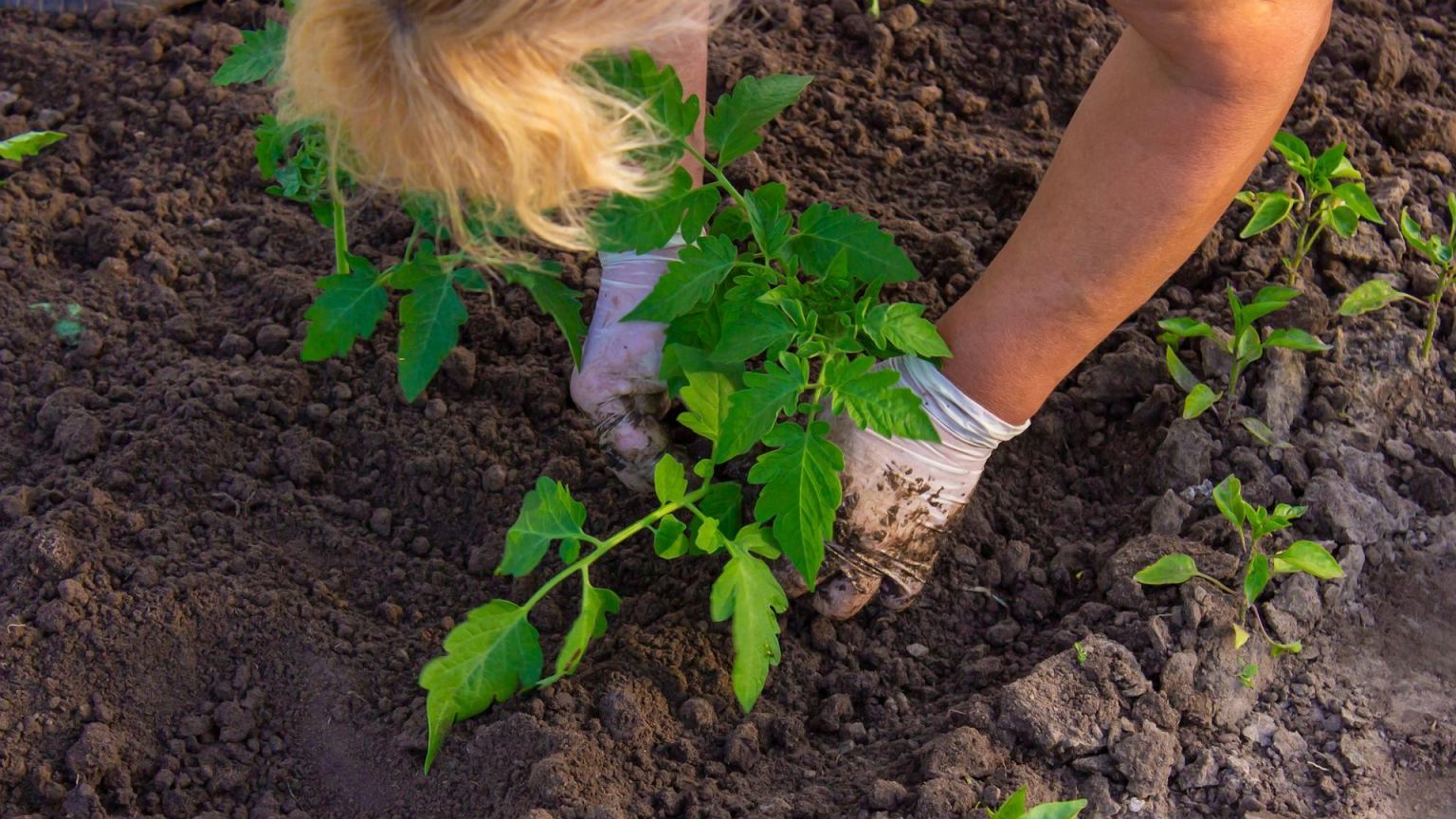 Daug daržininkų kasa neteisingas duobutes pomidorams: vėliau stebisi menku derliumi