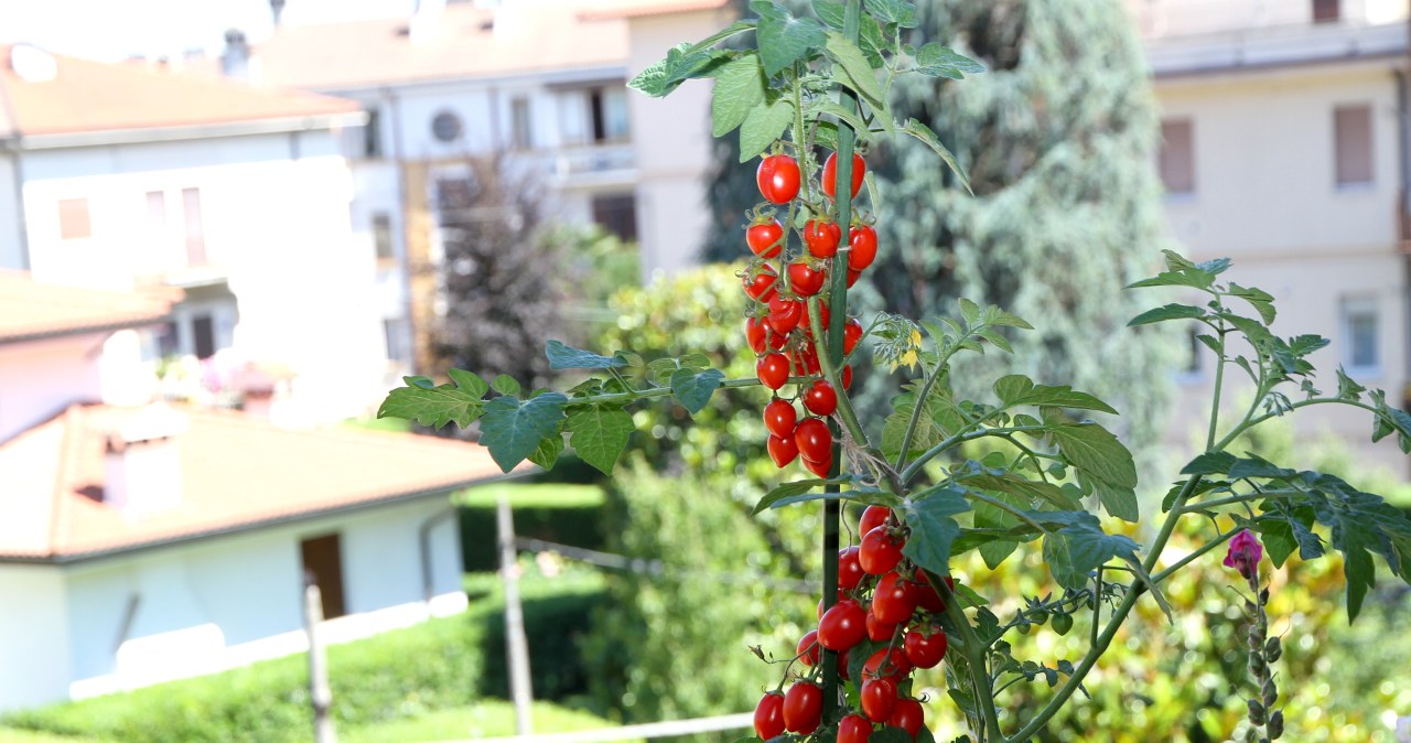 Daržovė, kuri užderės net balkone: viena vazonas ir pomidorų užteks visai vasarai