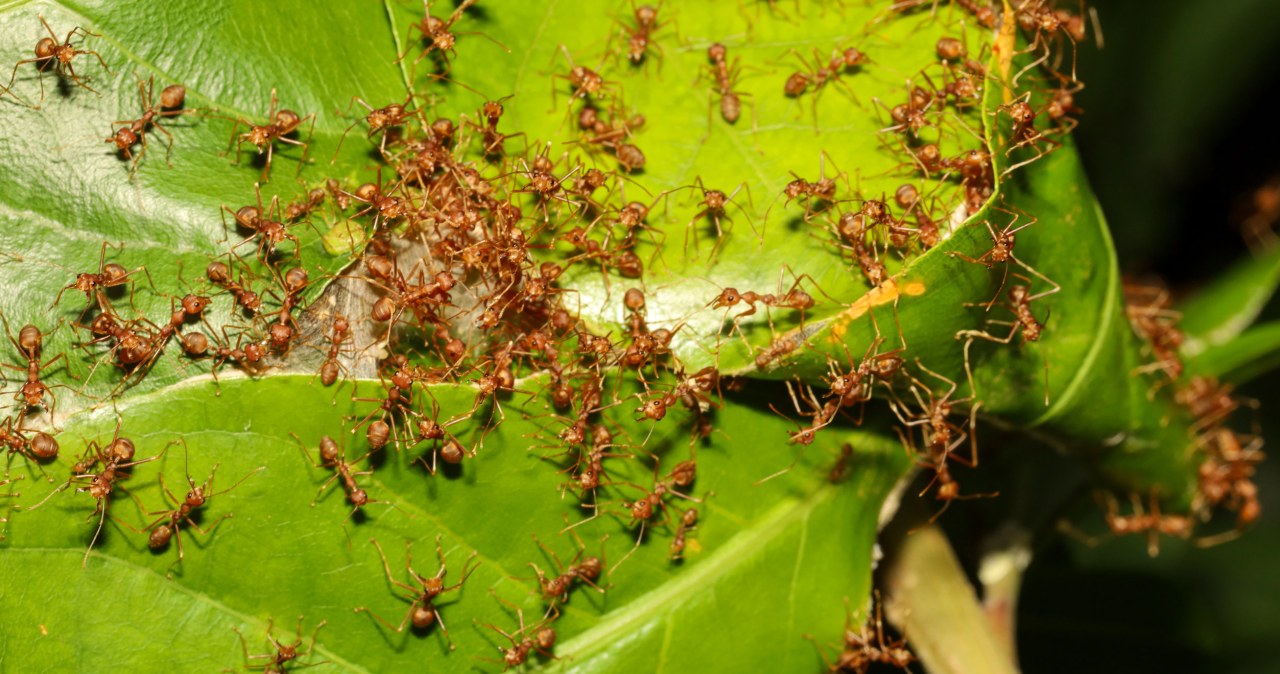 Pamirškite chemiją: pelenų pasta ant kamieno sustabdo skruzdėles ir padeda suvaldyti amarus sode