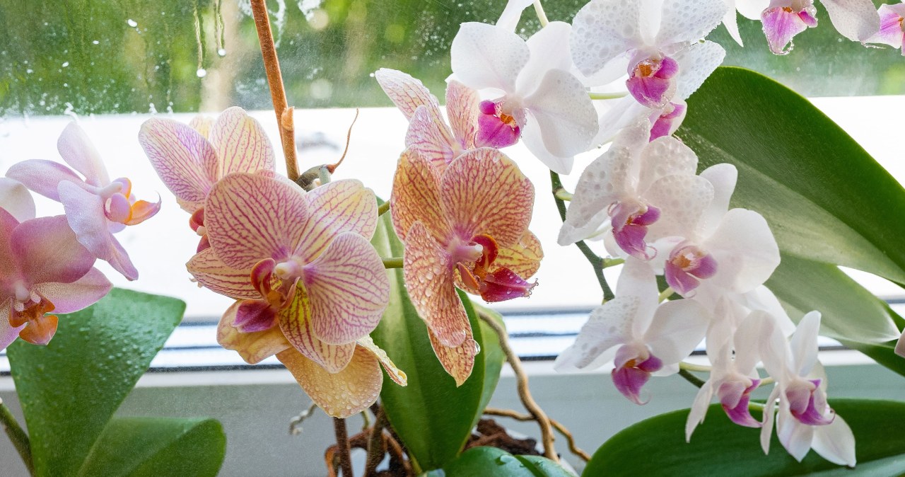 Užsirašykite šį santykį: paprastas tirpalas gali pažadinti orchidėją ir ji vėl sužydės