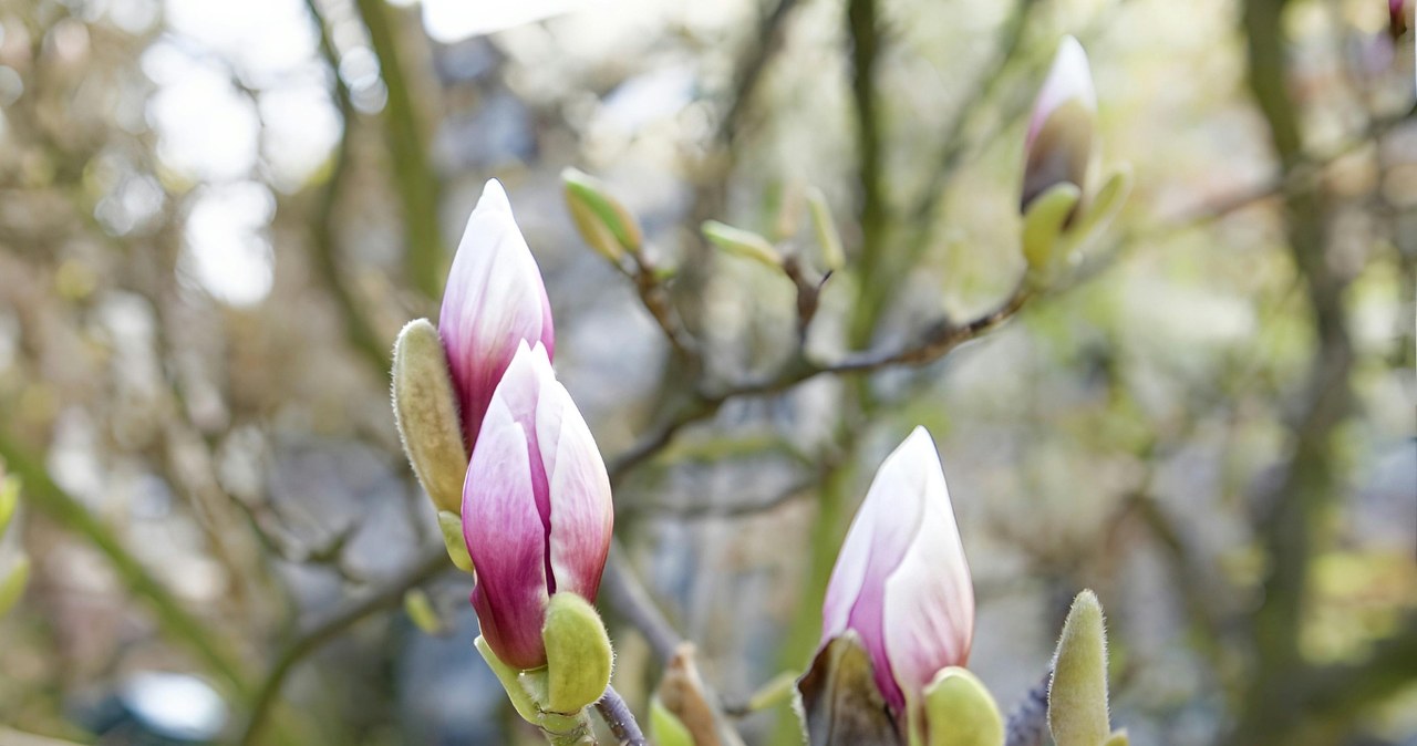 Magnolija numeta pumpurus dar prieš žydėjimą? Ekspertai paaiškino, ką daryti dėl šalnų
