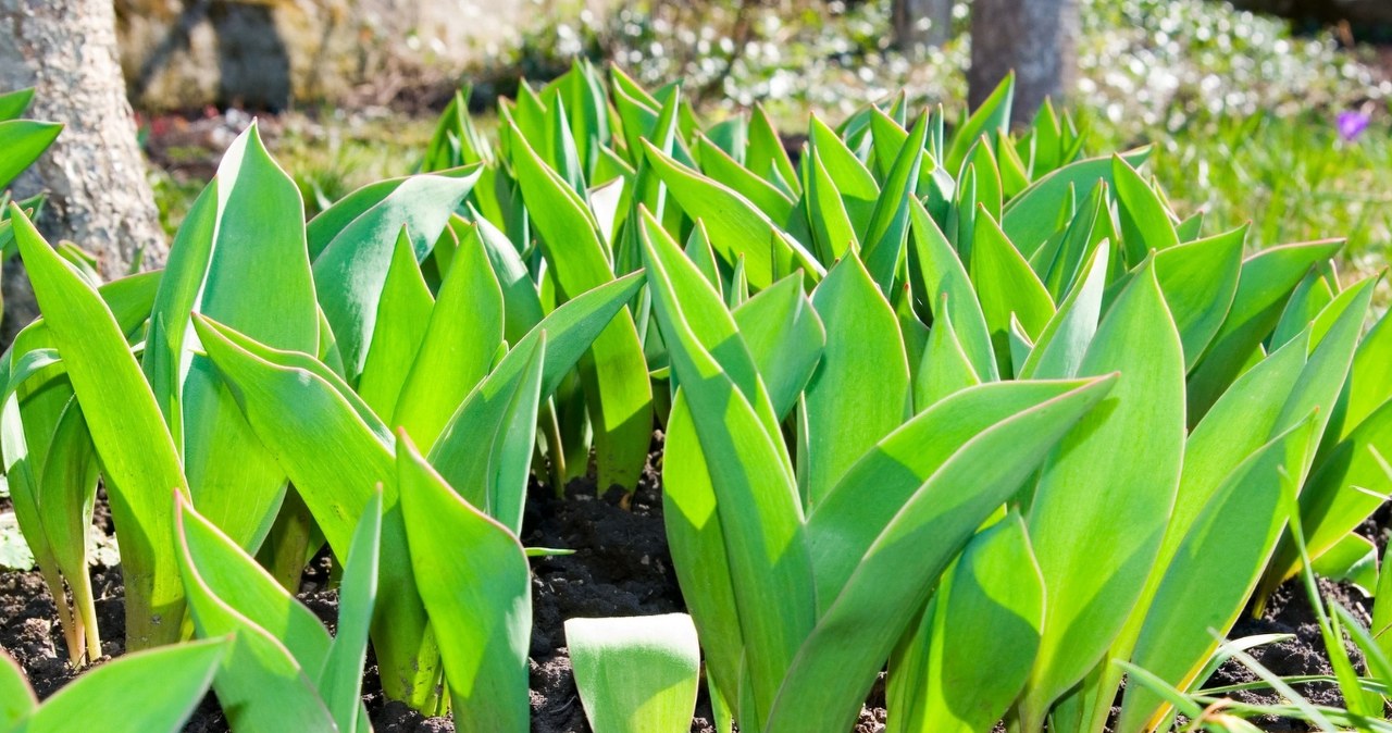 Tulipanai tik su lapais, be žiedų? 5 klaidos, dėl kurių pavasarį nusivilsite, ir išeitys