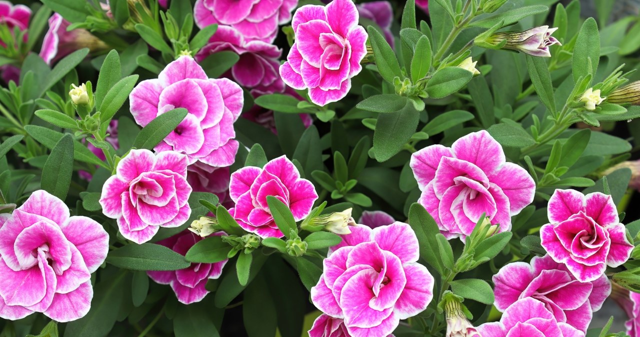 Pamirškite pelargonijas: kalibrachoa užtvindys balkoną varpelių kaskadomis iki šalnų