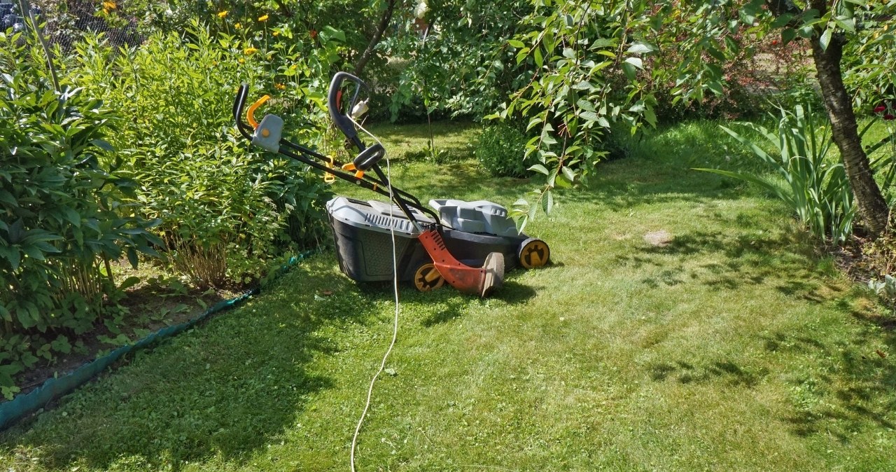 Trawnikas po žiemos kaip ištryptas? Šie 3 veiksmai per kelias savaites grąžina žalumą