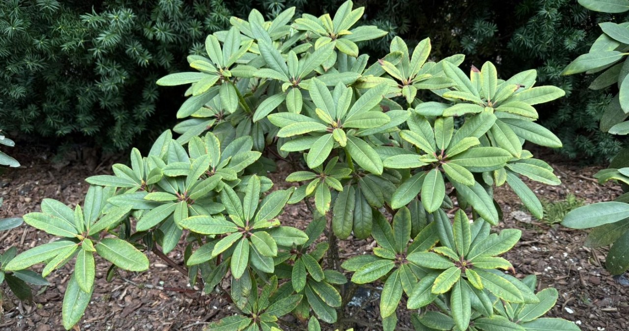 Rododendronai skursta? Ši nepelnytai pamiršta priemonė stiprina šaknis ir skatina žydėjimą