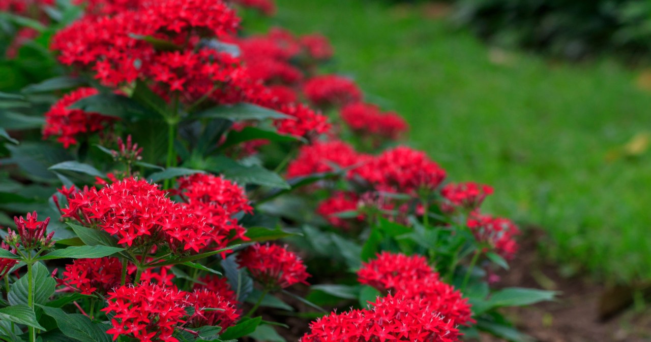 Karščiai jam nė motais: penkialapis pentas žydi iki rudens ir tinka net balkone