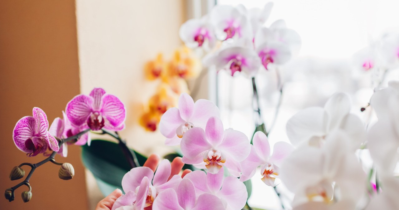 Pamiršo žydėti? Šios namų trąšos orchidėjoms pavasarį gali paskatinti pumpurus