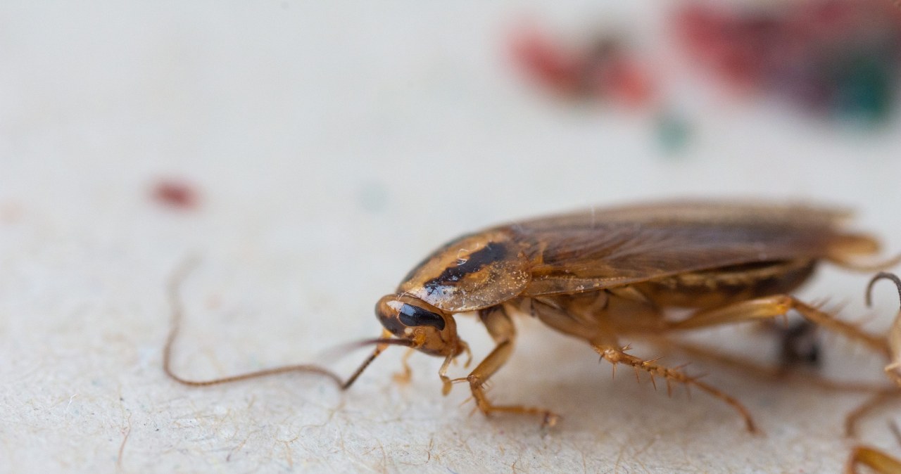 Pigus būdas atsikratyti tarakonų ir kandžių: šie namų tirpalai veikia greičiau, nei manėte