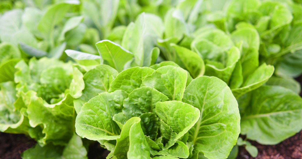 2 ingredientai, kurie salotas užaugina milžiniškas: paprastas tręšimas be klaidų