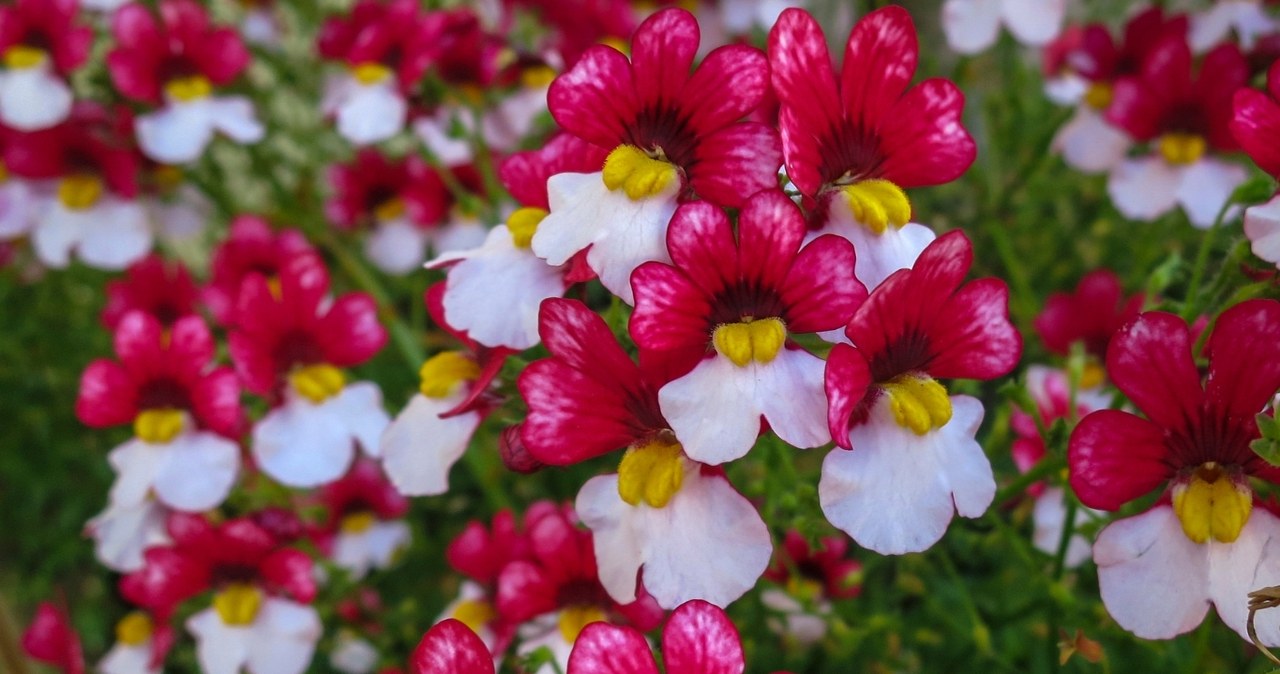 Pelargonijų ir surfinių konkurentė: ši gėlė kvepia švelniai ir užaugina spalvotą uždangą