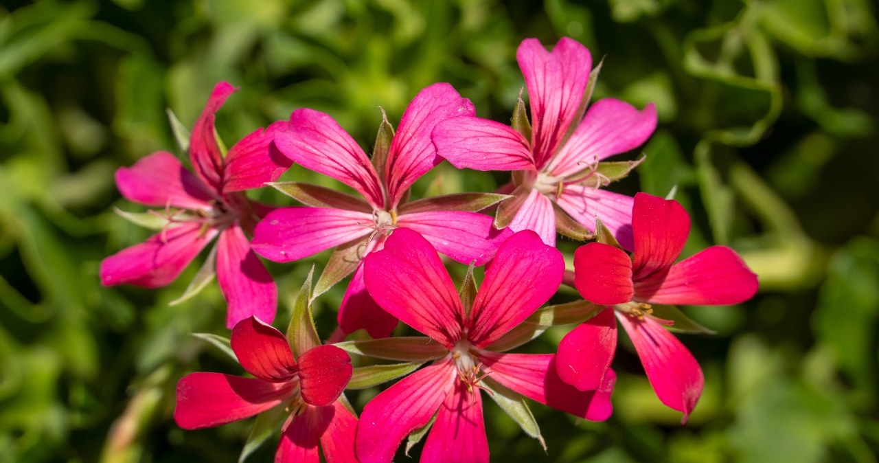 Balkonas kaip iš prabangaus katalogo už kelis eurus: ši pelargonija greitai sukuria efektą