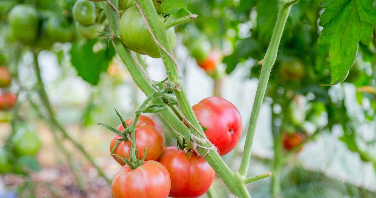 Pomidorai neduoda derliaus? 5 klaidos, kurias daro net patyrę daržininkai