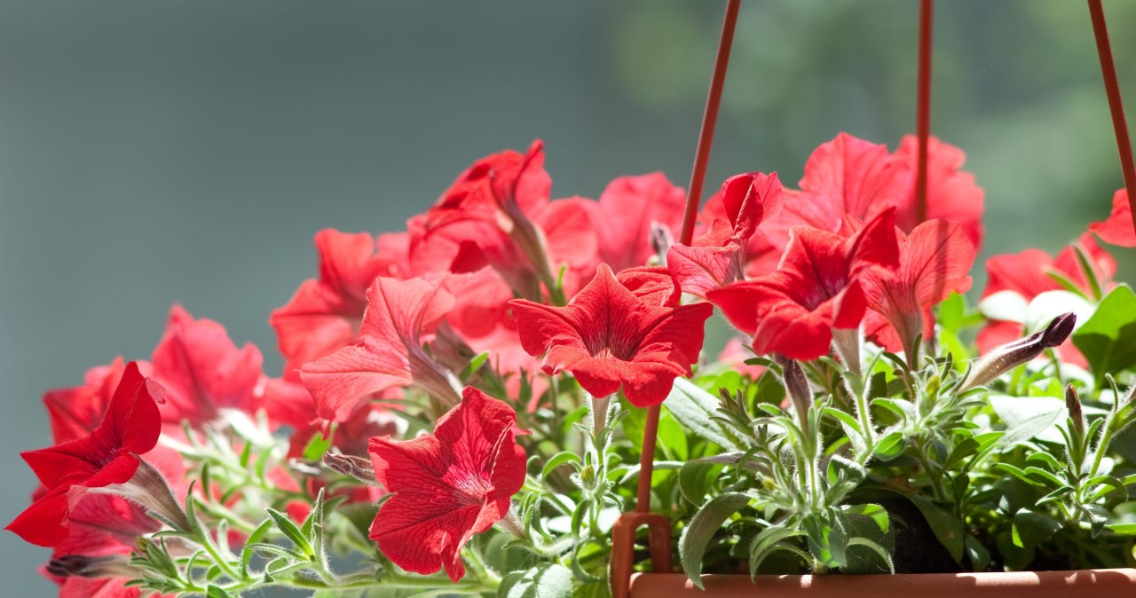 Į vazonus įmaišykite šį priedą: pelargonijos ir surfinijos karštį ištvers rečiau laistant