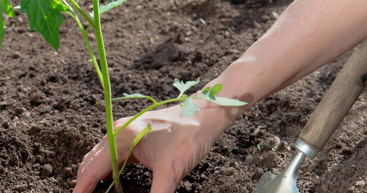 Pomidorų derlius gali šoktelėti dvigubai: agronomai įvardijo 4 svarbiausias trąšas