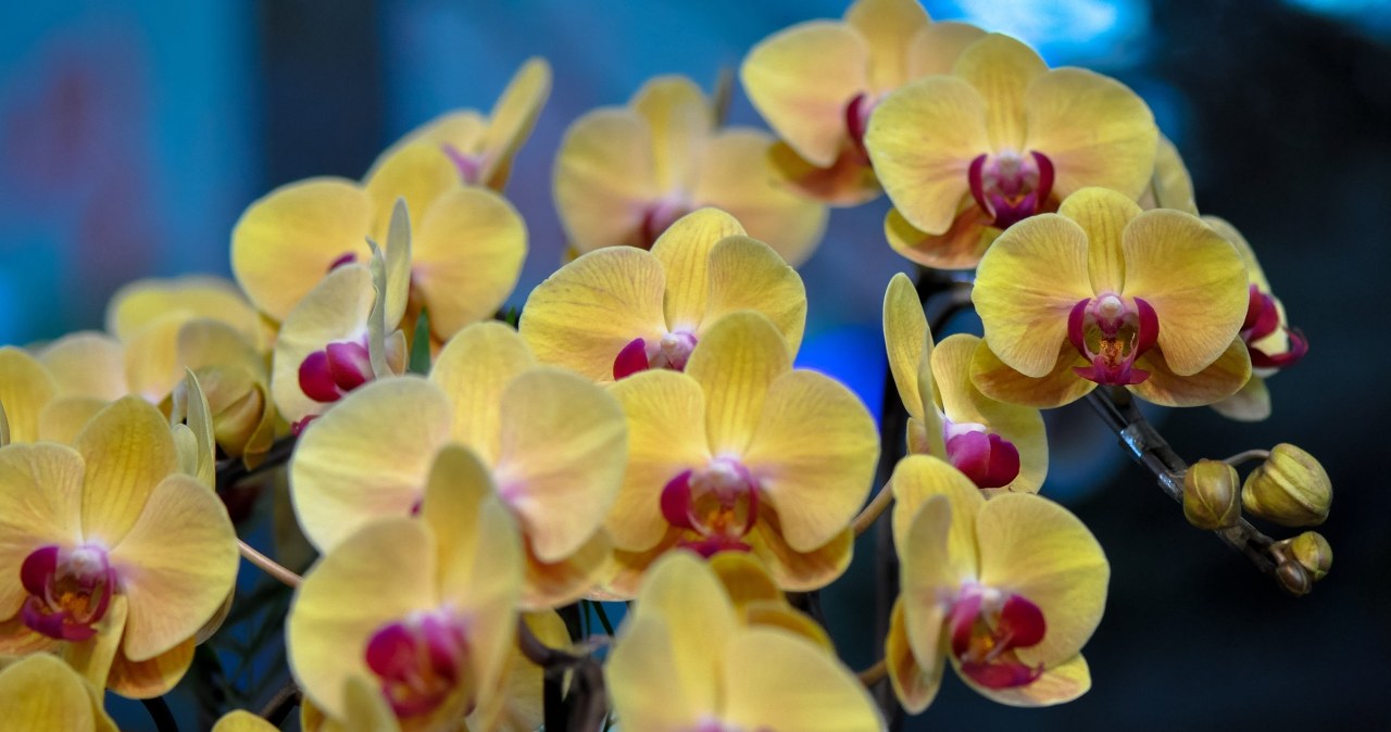 Avokado kauliukas vietoj trąšų? Šis triukas gali pažadinti orchidėją kaskadiniam žydėjimui
