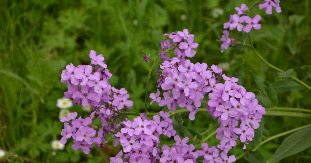 Visi sodina kvapniąją macijeką, bet vakarinė gėlė ją pranoksta: aromatą užuodžia net kaimynai