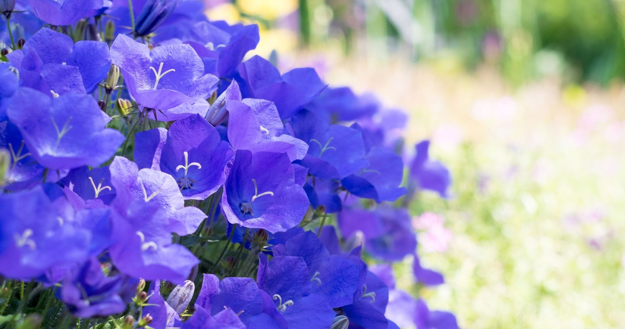 Ši ištverminga gėlė balkoną paverčia romantika: žydi violetiniais varpeliais iki rudens