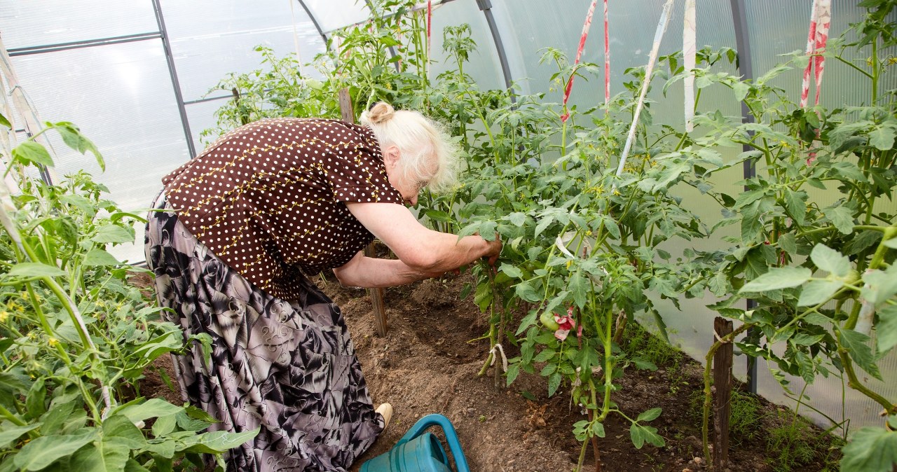 Močiutė liepė pašalinti šį balastą nuo pomidorų: vasarą derlius auga kibirais