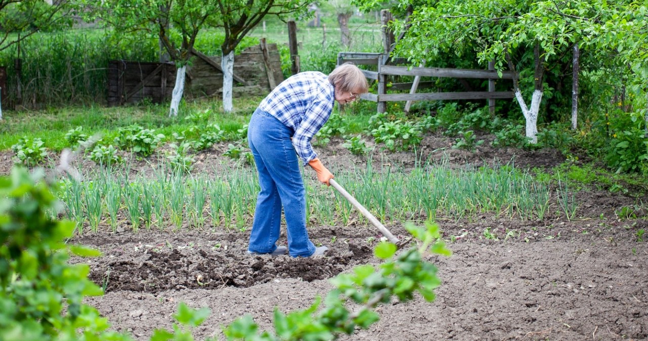 Bioanglis sode vadinamas juoduoju auksu: vienas priedas, kuris dirvos derlingumą keičia dešimtmečiams