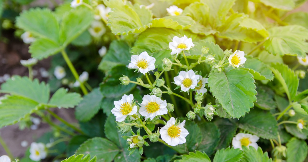 Braškės be purvo ir šliužų: plantatoriai atskleidė paprastą triuką, kuris keičia derlių