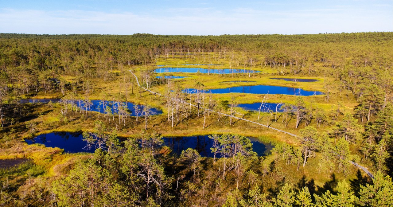 Lietuva kuria gynybą pelkėmis: 6 000 hektarų planas keičia sienos apsaugos logiką