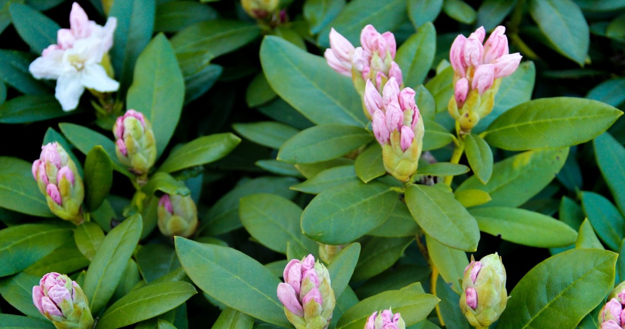 Rododendronas gelsta ir nyksta? Ši paprasta naminė priemonė gali greitai atgaivinti krūmą