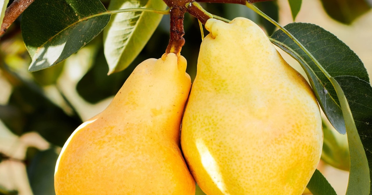 Senoji kriaušė Pomarańczówka grįžta į sodus: jos citrusinis aromatas nustebina net patyrusius