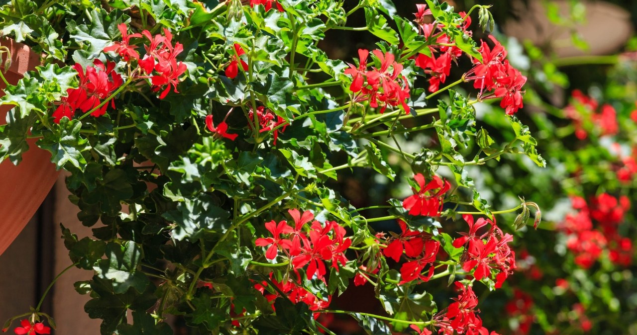 Pelargonijų sezonas grįžta: šis paprastas triukas padės balkonui skęsti žieduose visą vasarą